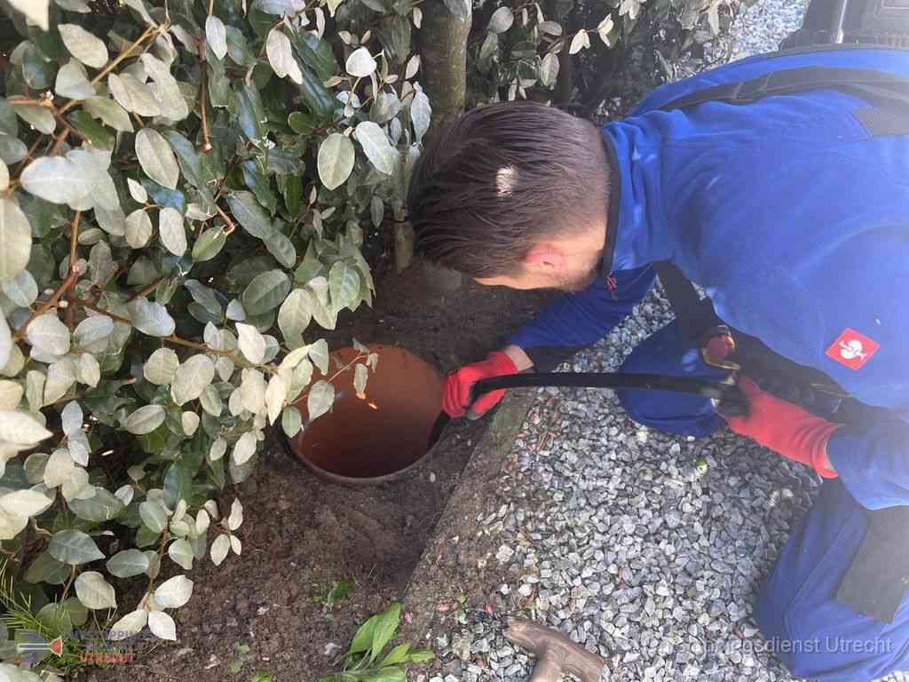 Rioolvliegjes Utrecht Rioolvliegjes Utrecht